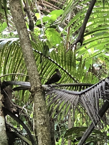 Pampusana stairi observed 2022-10-25