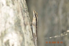 Anolis gaigei