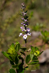 Aloysia chamaedryfolia