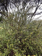 Leptospermum scoparium