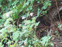 Pelargonium vitifolium