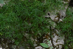 Moehringia muscosa