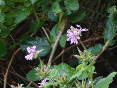 Pelargonium vitifolium