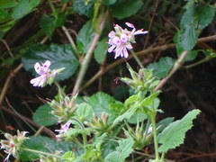 Pelargonium vitifolium