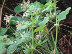 Pelargonium vitifolium