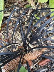 Ophiopogon