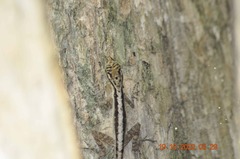 Anolis gaigei