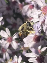 Eristalis anthophorina