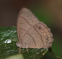 Taygetina oreba
