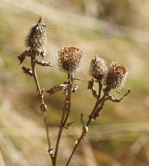 Centaurea phrygia pseudophrygia
