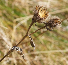 Centaurea phrygia pseudophrygia