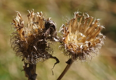 Centaurea phrygia pseudophrygia