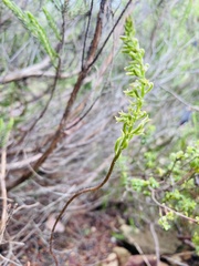 Holothrix exilis