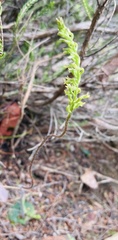 Holothrix exilis