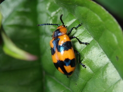 Phyllocharis undulata