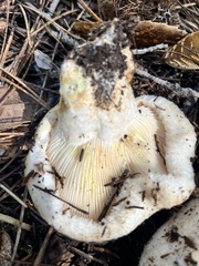 Lactarius resimus