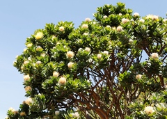 Leucospermum conocarpodendron conocarpodendron