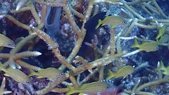 Haemulon flavolineatum