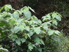 Sparrmannia africana