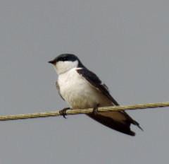 Tachycineta albiventer