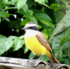 Pitangus sulphuratus