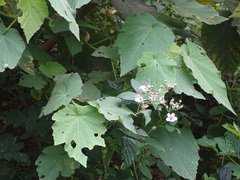Sparrmannia africana