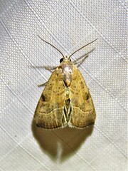 Galgula partita