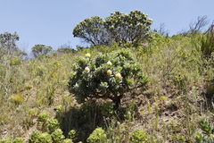 Leucospermum conocarpodendron conocarpodendron