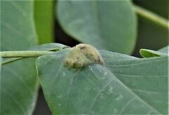 Aceria erinea