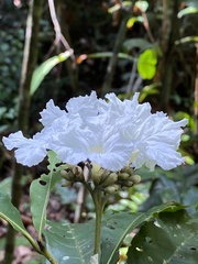 Cordia taguahyensis