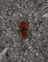 Sphaeropthalma unicolor