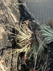 Tillandsia loliacea