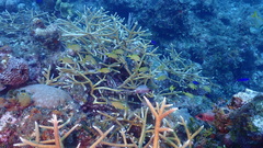 Haemulon flavolineatum