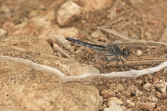 Selysiothemis nigra