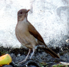 Turdus leucomelas