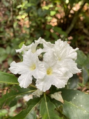 Cordia taguahyensis