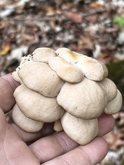 Pleurotus ostreatus