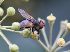 Phasia aurigera
