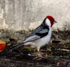 Pitangus sulphuratus