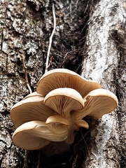 Pleurotus ostreatus