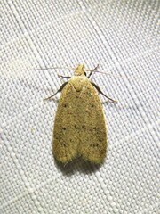 Inga obscuromaculella