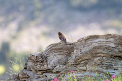 Leucosticte tephrocotis