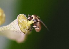 Simuliidae
