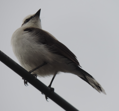 Pitangus sulphuratus