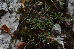 Globularia cordifolia