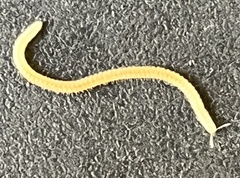 Diplopoda