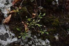 Globularia cordifolia