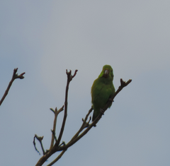 Forpus xanthopterygius