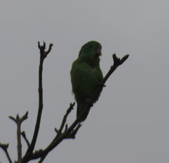 Forpus xanthopterygius