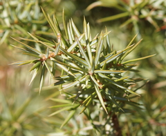 Juniperus communis saxatilis